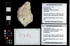 Foto (Objekt + Etikett) von Cracensigillatus acutirostris (Moericke, 1889)  (NHMW-GEO-2014-0194-0786)
